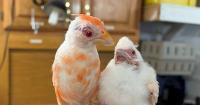 2 albino cardinals rescued in Pennsylvania: 'One of the rarest bird sightings'