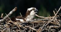 Researchers report record breeding failures for Chesapeake Bay ospreys