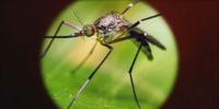 Wisconsin confirms first equine West Nile virus case of 2026 in Brown County