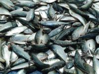 Report links fishmeal production to decline in key species for Guinea-Bissau communities