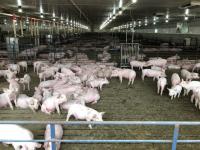 Indiana Pork expands disease prevention efforts as part of its Swine Health Advisory Committee