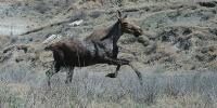 Retracing Lewis and Clark: Smithsonian, tribal college students re-survey two centuries of wildlife change
