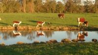 Australian breeder takes UK Hereford classification fight to court