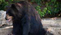 Colorado bear rips through bedroom window and swipes at sleeping 17-year-old