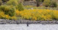 Washington, Idaho to tighten steelhead bag limits on the Snake River in response to paltry return