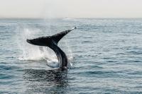 Road-Tripping with Melville through Massachusetts Whaling History