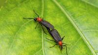 Mississippi lovebug season returns: Simple tips to clear your car fast