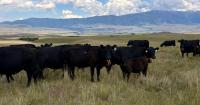 Montana cattle growers split on Trump’s executive order