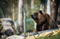 UPDATE: FWP Says Grizzly Bear Attacked a Montana Hunter