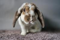 Meet The 11-Year-Old Montana Girl Running A Rabbit Sanctuary