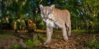 Florida Panthers and Black Bears Need a Literal Path for Survival – Here’s How the Florida Wildlife Corridor Provides it in one of the Fastest‑Growing US States