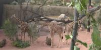 Cheyenne Mountain Zoo opens new Giraffe Center to crowds of visitors