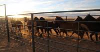 BLM works toward long-term health of the Fifteenmile Wild Horse herd