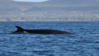 Scientists reconstructed for the first time the complete journey of the sei whale between Chubut and Brazil