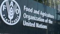 Gender gap costs Nigeria’s agriculture $2.3bn annually