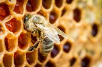 SVG Bee Keepers  Association embarks on special project for management and maintenance of healthy Beehives