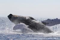 Marine heatwave likely caused sharp decline in Hawaiian humpback whales, study finds