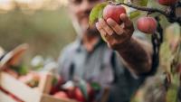 Farmers reveal the best apple variety to pick up at orchards this fall with long-lasting ‘tart’ flavor