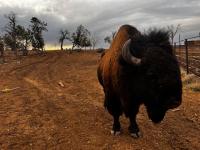 Cortez non-profit aims to reconnect tribal communities with bison herd