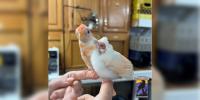 Photos: Pennsylvania wildlife center welcomes pair of exceptionally rare albino cardinals