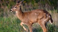 Archery season for 4 Louisiana deer areas will begin this weekend