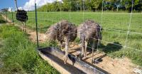 Rise in alpha-gal syndrome has some Kentucky businesses turning to exotic red meat: ostrich