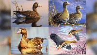 Voting underway for Oklahoma Waterfowl Stamp Design Contest