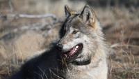 What does Trump delisting wolves mean for Oregon?