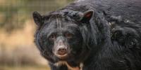 Briton saves five bears from cages in South Korean camp in extraordinary rescue mission