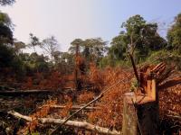 Malaria, Forest Loss, and Sociopolitical Stability in the Amazon