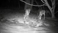 Rhode Island archery hunters get earlier start under new deer rules