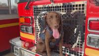 Meet Joey, the LA County USA-2 search-and-rescue K-9  who helped find 3 survivors in Venezuela quake rubble
