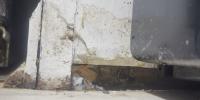 What are your rights as a tenant? Baton Rouge renters face mold, few easy fixes