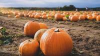 Pumpkin picking in New York: When it starts, 15 farms to visit