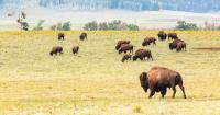 Montana and U.S. seek dismissal of Yellowstone bison lawsuit