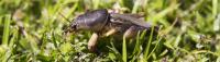 Florida Lawn Insect Control