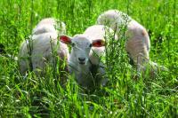 Farmers increase reach by offering space to RVers
