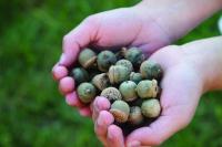Virginia Forestry announces acorn, nut drop-off locations