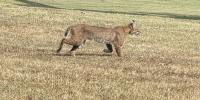 ‘Another day at the office:’ Rare Southaven bobcat sighting highlights growing research at Memphis Zoo