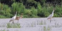 Conservationist concerned over lack of information on SpaceX’s impact on La. wildlife