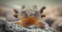 Saving an Oregon native: the plight of the Mazama Newt