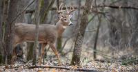 Minnesota DNR wants your deer sightings this season