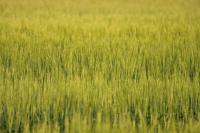 Canadian farmers struggle with rain-delayed harvest; quality hurt