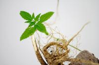 Cannabis-derived nanovesicles showed early antitumor potential in mice