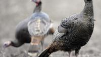 Michigan Fall Hunting Season Opens With New Turkey Reporting Rules      