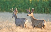 Update On Chronic Wasting Disease