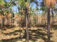 Texas A&M Forest Service awards $457,000 in wildfire risk reduction grants