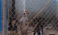 Grand Bahama’s Fight for Animal Care