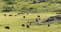 Montana, federal government drop lawsuit over Yellowstone bison management plan