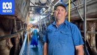 Kenilworth Dairies offers lifeline to Queensland dairy farm facing closure